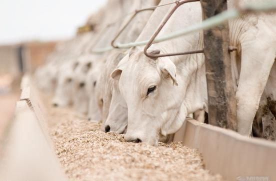O manejo alimentar tem forte influência na rentabilidade da criação de bovinos de corte
