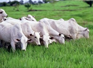 Curso de Manejo Nutricional de Gado de Corte (Alimentos e Alimentação) -- Sucesso Garantido e Lucratividade Certa