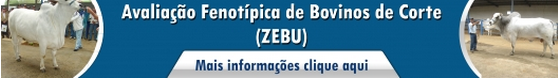 Avaliação fenotípica de bovinos de corte (Zebu)