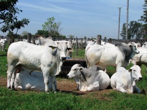 bovino