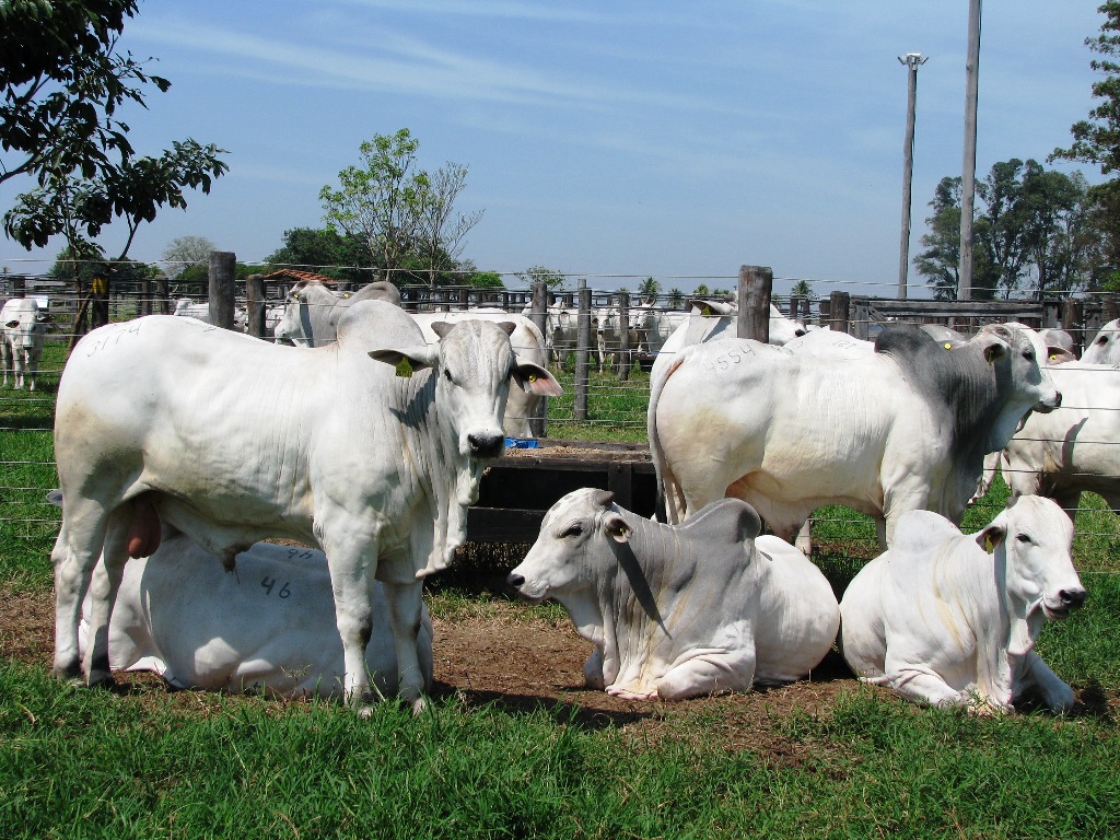 Caracterização da babesiose