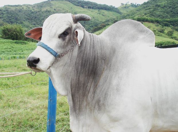 Febre aftosa bovina -  Doença altamente contagiosa