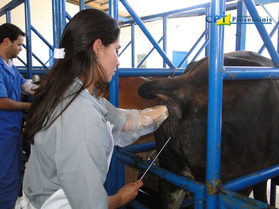 Mercado de inseminação artificial está em ascensão no país.