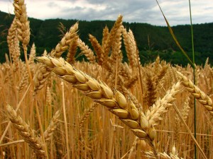preços do trigo