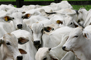 Os primeiros sintomas da febre aftosa