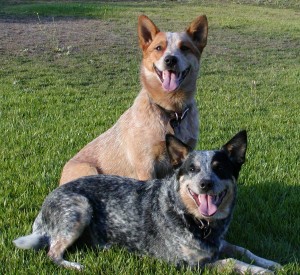 Cães da raça Blue Heeler