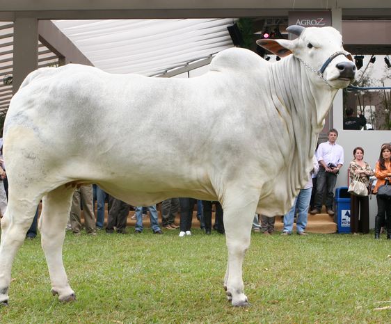preparação bovina