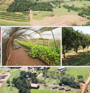 agronomia