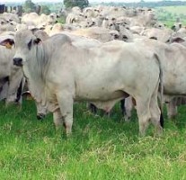 Avaliação da morfologia de bovinos de leite ou corte para compra e seleção