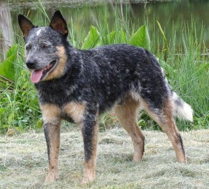 cão pastor