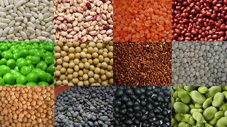 Crescimento da safra de cereais, leguminosas e oleaginosas