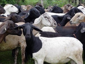Brasil é o maior produtor de carne ovina das Américas
