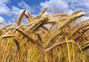 Suspenção da exportação de farinha de trigo pela Argentina