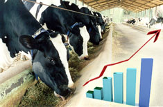 A importância da administração técnica e econômica na atividade leiteira