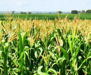 Plantio da lavoura do milho deve ser planejado para o sucesso da produção