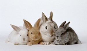 coelhos como animais de estimação