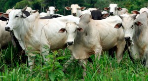 Cotação do boi gordo em alta com valorização acumulada de preço