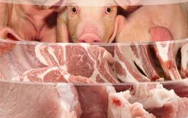 Embargos  não impediram aumento na exportações da carne suína