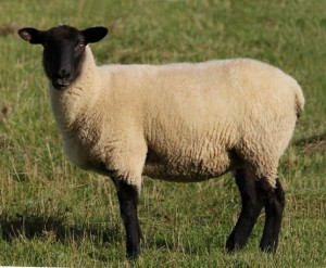 Raça Suffolk é grande produtora da carne ovina
