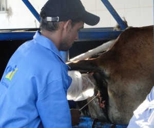 ia inseminação artificial