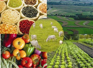 Economia no Norte mineiro é sustentada pela agropecuária