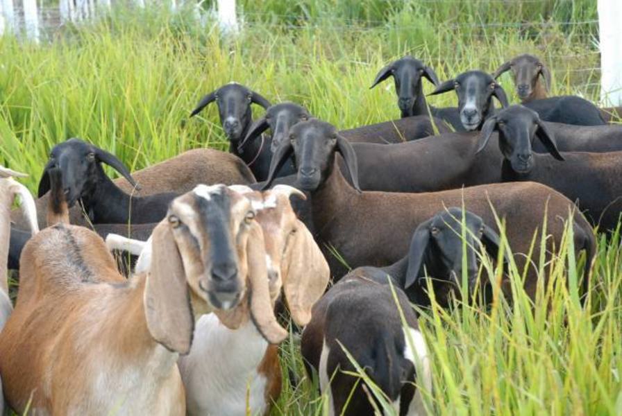 Avaliação de ovinos evita problemas no plantel