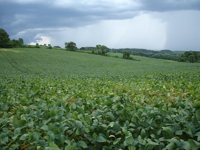 Uso de transgênicos contribui para o consumo de agrotóxicos no Brasil