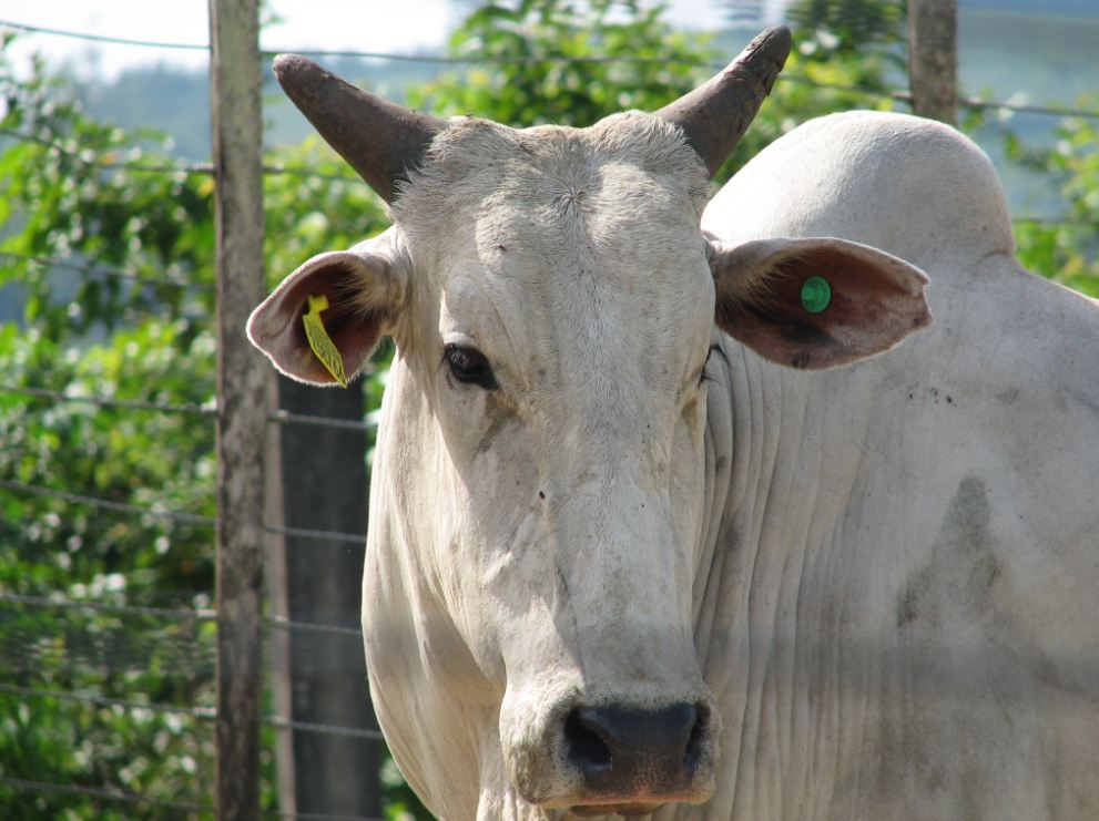 Doença de Johne