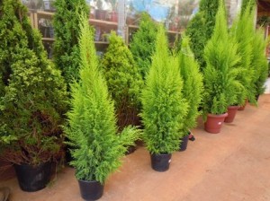 pinheiros-de-natal-natural-em-vasos