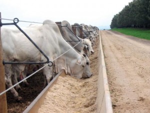 Boas práticas de fabricação e condições sanitárias no setor alimentício animal