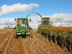 Silagem de milho e sorgo