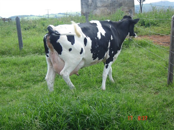 Cuidados com o período pré-parto das vacas
