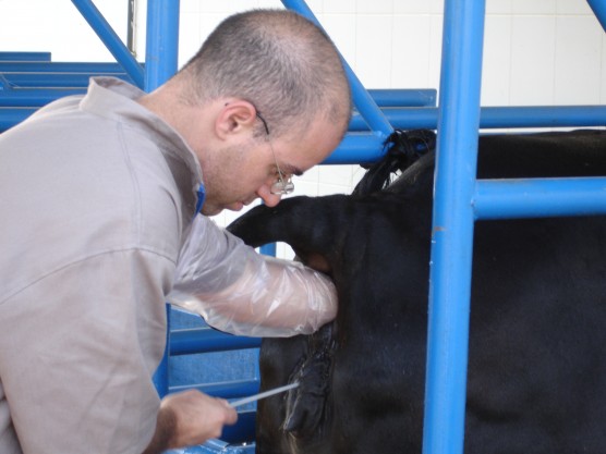 Inseminação artificial em bovinos