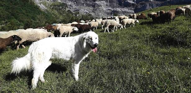 Cão de pastoreio para organizar rebanho - Maior eficiência e com menor custo ao produtor rural