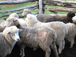 Raça Suffolk é grande produtora da carne ovina