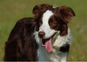 border_collie marron