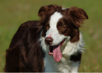 Características da raça BorderCollie