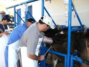 Inseminação Artificial (IA) garante melhoramento genético em rebanhos bovinos