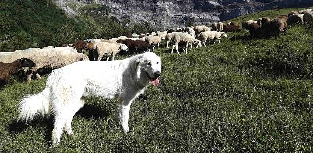 Cães pastoreios