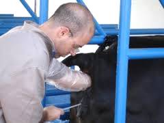 Inseminação artificial em bovinos