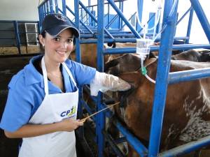 Porque aplicar a inseminação artificial em rebanhos bovinos