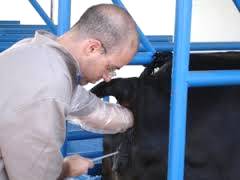 Uso da inseminação artificial nos rebanhos bovinos