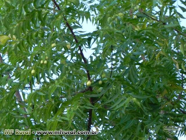 Inseticida feito com Azadirachta indica