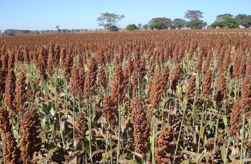 Safra do sorgo apresenta alta em Minas Gerais