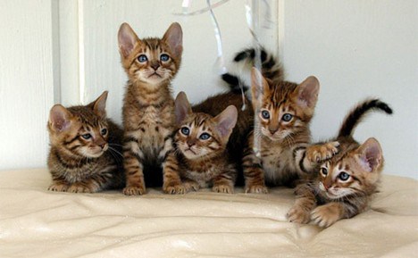 Toxoplasmose