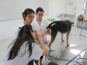 Desvantagens observadas no congelamento do sêmen destinado a inseminação artificial de pequenos animais