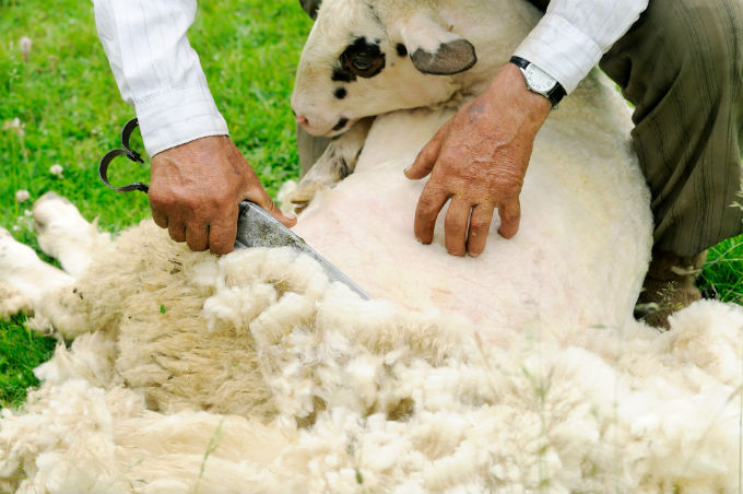 Época de tosquiar os ovinos