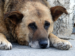 Lei Federal de proteção aos animais