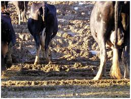 Saiba como prevenir as doenças de cascos em bois e vacas