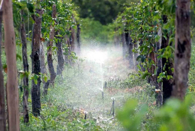 As vantagens da irrigação na produção de frutas